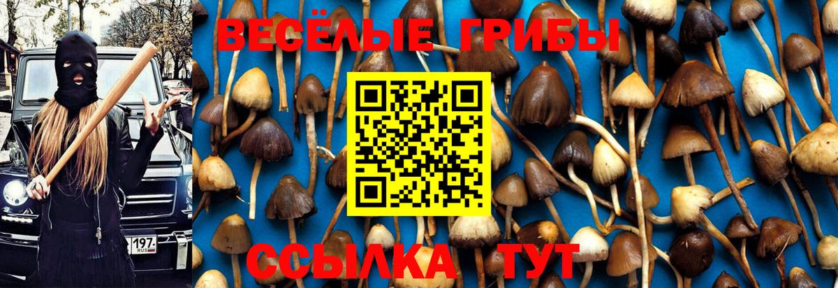 Псилоцибиновые грибы Cubensis Строитель